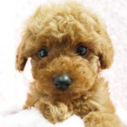 トイプードル(タイニー)【熊本県・女の子・2013年11月2日・レッド【小振りタイニーサイズ予想】】の写真「★お目目が大きくクリクリの可愛いプリンセス★」