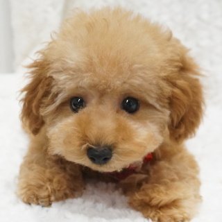 トイプードル(トイ)【熊本県・女の子・2015年10月13日・アプリコット】の写真「ティーサイズ予想！真ん丸お目目の激カワちゃん♪」