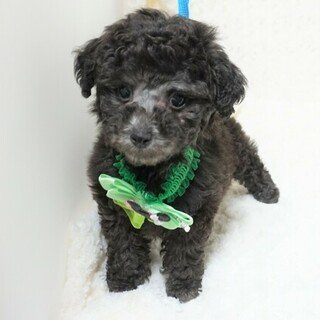 トイプードル(タイニー)【熊本県・男の子・2019年2月16日・シルバー】の写真「パパはチャンピオン直子の優良血統！」