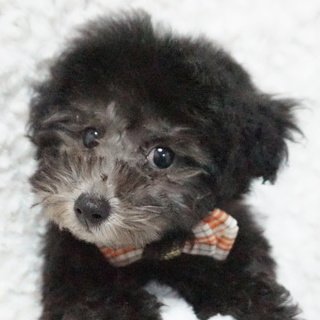 トイプードル(タイニー)【熊本県・男の子・2017年1月4日・シルバー】の写真「小振りのタイニーサイズ予想のイケメンボーイ！」