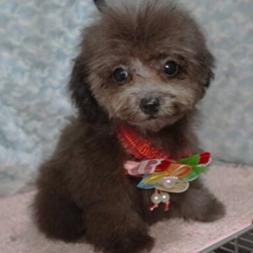 トイプードル(ティーカップ)【熊本県・女の子・2024年4月18日・シルバー】の写真「小顔の可愛いお姫さま♡」