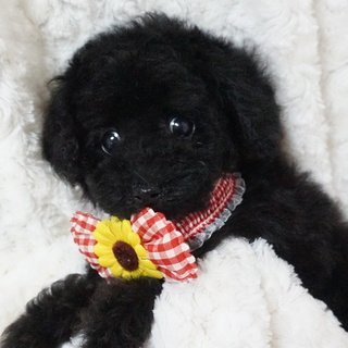 トイプードル(タイニー)【熊本県・女の子・2018年7月24日・ブラック】の写真「目が大きく小顔で細身の可愛いお姫様♪」