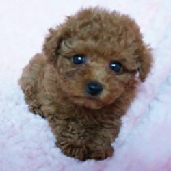 トイプードル(ティーカップ)【熊本県・女の子・2013年12月7日・レッド】の写真「パパはチャンピオン直子！Tカップサイズ予想！」