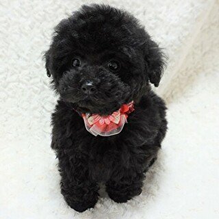 トイプードル(タイニー)【熊本県・女の子・2019年2月22日・ブラック】の写真「マズルが短くクリクリお目目のお姫様！！」