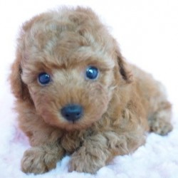 トイプードル(タイニー)【熊本県・男の子・2013年6月18日・レッド】の写真「良血統！最高に可愛イケメン君！！」