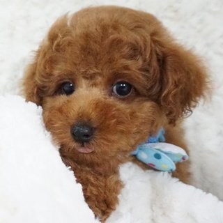 トイプードル(トイ)【熊本県・男の子・2018年5月18日・レッド】の写真「穏やかな性格の癒し系ボーイ！」