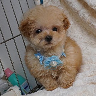 トイプードル(ティーカップ)【熊本県・男の子・2021年10月4日・クリーム】の写真「お目目クリクリドワーフタイプのイケメンボーイ！！」