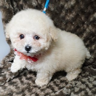 トイプードル(タイニー)【熊本県・女の子・2019年12月27日・クリーム】の写真「毛量豊富、お目目クリクリの可愛いお姫様！」