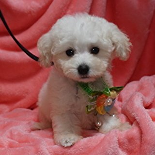 トイプードル(トイ)【熊本県・男の子・2022年6月3日・ホワイト】の写真「クリクリお目目のイケメン君！」