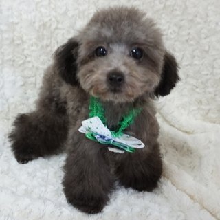 トイプードル(ティーカップ)【熊本県・男の子・2018年9月1日・シルバー】の写真「ティーカップサイズのイケメンボーイ！」