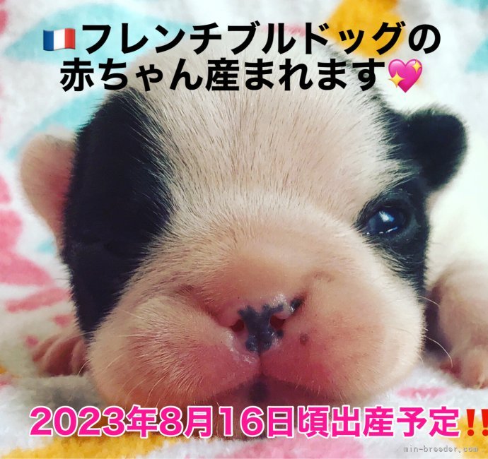 緒方愛子ブリーダーのブログ：2023年8月16日頃フレンチブルドッグの赤ちゃん産まれます💖