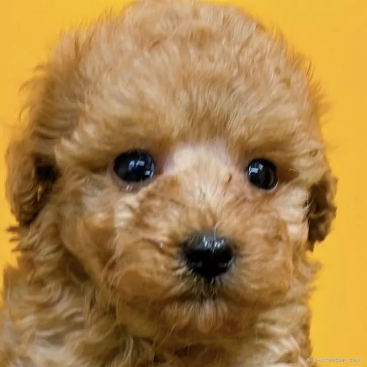 S.H 様のお迎えした子犬