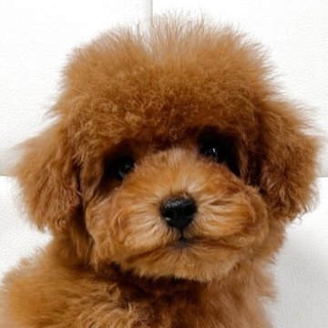 トイプードル(トイ)【大阪府・男の子・2025年10月2日・レッドフォーン(レッド)】の写真「甘えん坊の優しい可愛い子です」