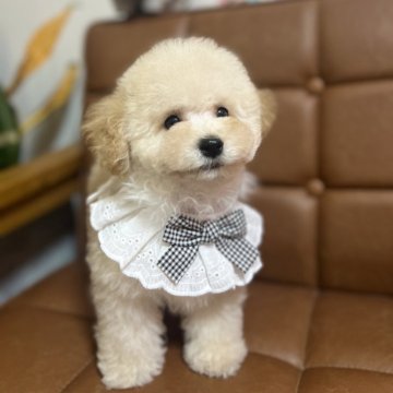 トイプードル(トイ)【大阪府・男の子・2024年12月21日・クリーム】の写真「愛嬌があって表情がとても可愛いです」