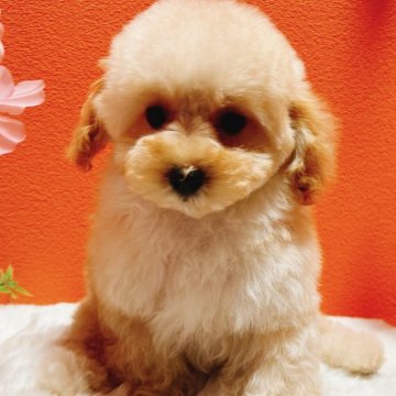 トイプードル(トイ)【大阪府・男の子・2024年12月21日・クリーム】の写真「甘えん坊で表情がとても可愛いです。」