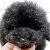 トイプードル(トイ)