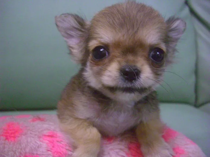 ID:1404-00136の子犬