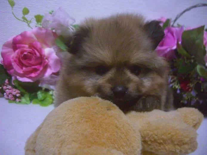 ゴンpapa 様のお迎えした子犬