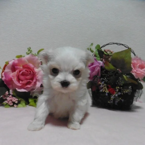 はなちゃん 様のお迎えした子犬