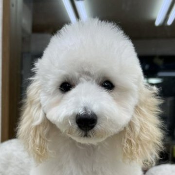 トイプードル(トイ)【大阪府・男の子・2023年4月2日・クリーム】の写真「明るくて優しくて愛らしい子です」