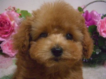 トイプードル(トイ)【大阪府・女の子・2012年8月4日・アプリコット】の写真「」