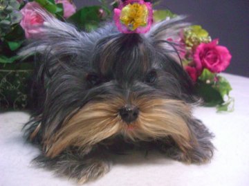 ヨークシャーテリア【大阪府・男の子・2012年5月24日・ダークスチールブルー&タン】の写真「」