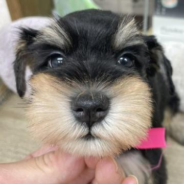 ミニチュアシュナウザー【大阪府・女の子・2022年5月30日・ブラック&シルバー】の写真「甘えん坊です」