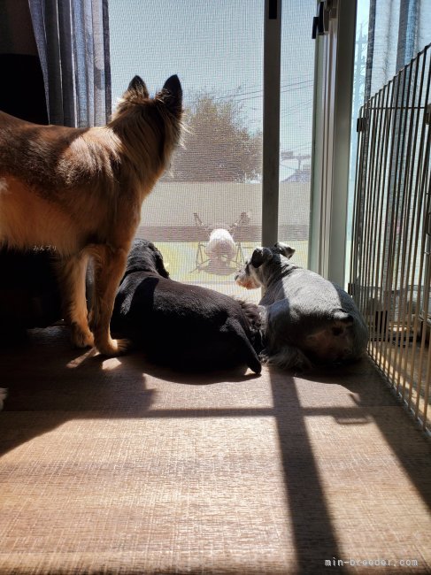 増岡　絵理(ますおか　えり)ブリーダー(千葉県・ミニチュアシュナウザーなど・JKC登録)の紹介写真10