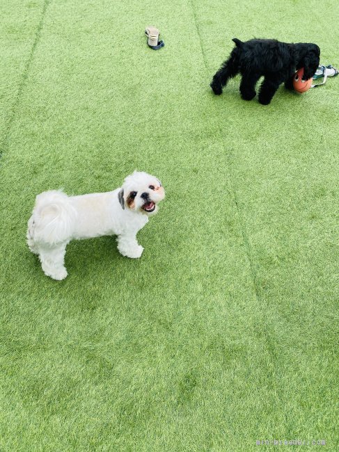 母犬や保護犬、みんな一緒に広いドッグランの庭で沢山運動をしストレスなく生活しています。｜増岡　絵理(ますおか　えり)ブリーダー(千葉県・ミニチュアシュナウザーなど・JKC登録)の紹介写真3