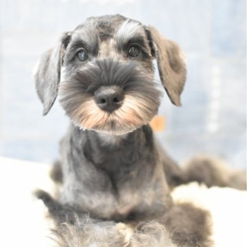 ミニチュアシュナウザー【千葉県・男の子・2025年4月14日・ソルトアンドペッパー】の写真「運動神経が良い男の子！断尾していません」