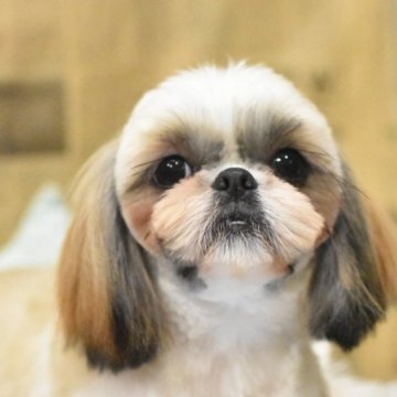 シーズー【千葉県・女の子・2024年4月15日・ゴールド&ホワイト】の写真「元気いーっぱいな女の子です🩷」