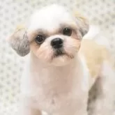 シーズー