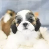 シーズー【千葉県・男の子・2025年2月23日・ゴールドアンドホワイト】の写真1