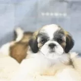 シーズー【千葉県・男の子・2025年2月23日・ゴールドアンドホワイト】の写真2