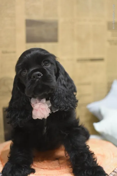 アーリン 様のお迎えした子犬