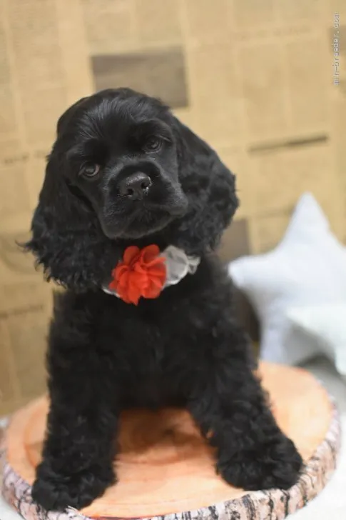 アルバニアファミリー 様のお迎えした子犬