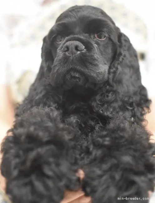 ID：2112-00685の子犬