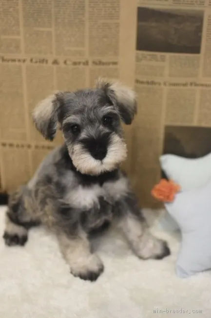 かず 様のお迎えした子犬