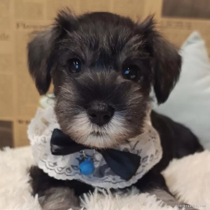 ID：2407-02181の子犬