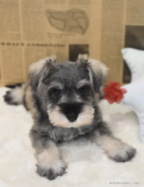 stakme 様のお迎えした子犬