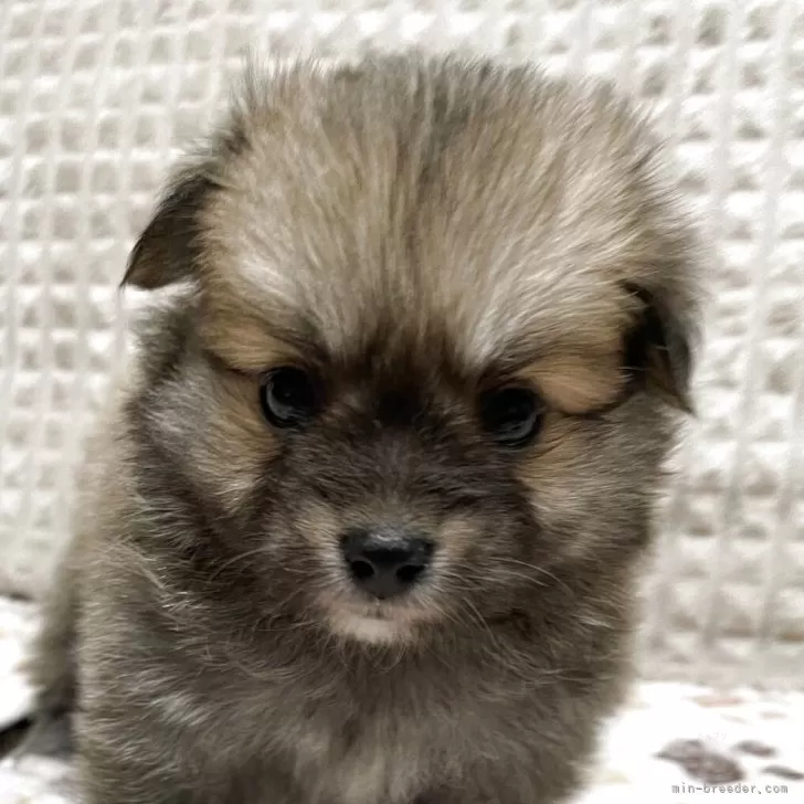 ポメチワ(チワワ×ポメラニアン)【大阪府・女の子・2025年9月26日・オレンジセーブル】の写真1