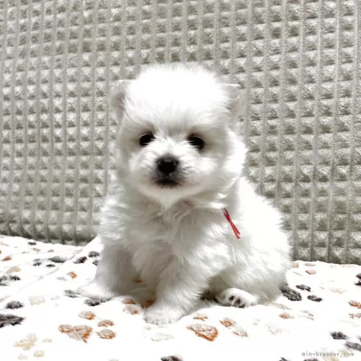 ももじ 様のお迎えした子犬