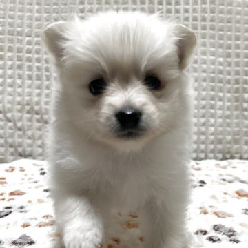 ポメラニアン【大阪府・女の子・2025年11月3日・クリーム】の写真「⭐️ちっちゃくても強いプリンセス⭐️」