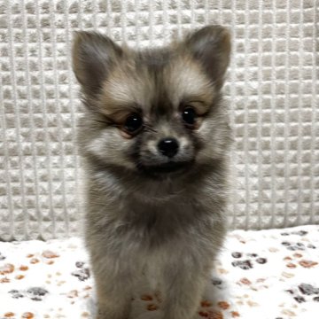 ポメチワ(ポメラニアン×チワワ)【大阪府・女の子・2025年9月26日・オレンジセーブル】の写真「⭐️ポメラニアン似の優しいプリンセス⭐️」