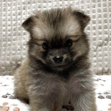 ポメチワ(ポメラニアン×チワワ)【大阪府・女の子・2025年9月26日・オレンジセーブル】の写真「⭐️ポメラニアン似の優しいプリンセス⭐️」