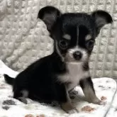チワワ(ロング)