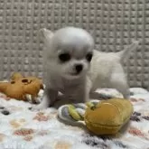 チワワ(ロング)【大阪府・男の子・2024年11月4日・ホワイト&クリーム】の写真1