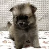 ポメチワ(ポメラニアン×チワワ)【大阪府・女の子・2025年9月26日・オレンジセーブル】の写真3