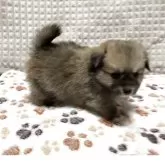 ポメチワ(チワワ×ポメラニアン)【大阪府・女の子・2025年9月26日・オレンジセーブル】の写真4