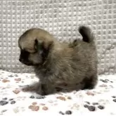 ポメチワ(チワワ×ポメラニアン)【大阪府・女の子・2025年9月26日・オレンジセーブル】の写真5